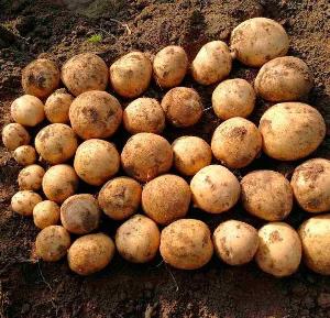 О посевных качествах семенного картофеля