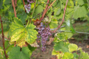 Золотистое пожелтение (Flavescence dorée) – карантинное вирусное заболевание винограда