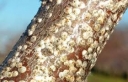 Обнаружение калифорнийской щитовки в результате фитосанитарного мониторинга Астраханской области
