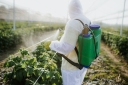 Влияние погодно-климатических условий на эффективность применения пестицидов и агрохимикатов: температурный режим 