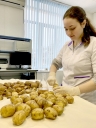 Распространение заболеваний картофеля и их предупреждение