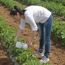 Мониторинг томатной моли продолжается в Волгоградской области