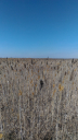Обследование фитосанитарного состояния неиспользованных земельных участков в Астраханской области