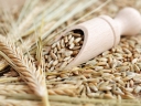 На территории Волгоградской области обнаружена партия зерна пшеницы продовольственной, засоренная семенами горчака