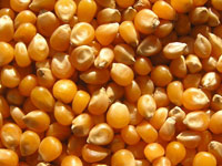 Семена сорной растительности обнаружены в пяти партиях подкарантинной продукции 