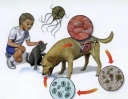 Паразитарное заболевание общее для человека и животных - токсоплазмоз