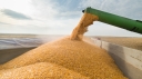 Основные требования при хранении урожая зерновых