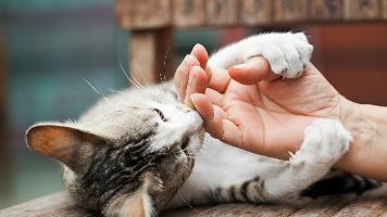 Фелиноз (лимфоретикулёз) – болезнь кошачьих царапин