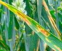 Обзор фитосанитарной обстановки по болезням зерновых колосовых культур в южной зоне Ростовской области в 2021 году