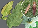 Западный цветочный (калифорнийский) трипс – опасный вредитель культурных растений