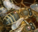 Зимние проблемы в пчелином улье