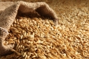 С начала 2021 года орган инспекции Астраханского филиала провел более 500 оценок соответствия фуражного зерна, отправляемого на экспорт