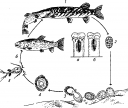 Специалисты Ростовского референтного центра Россельхознадзора рассказали о триэнофорозе – инвазионной болезни пресноводных рыб