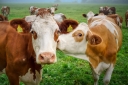 Об исследованиях на выявление лейкоза крупного рогатого скота