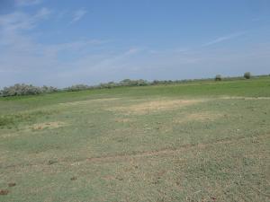 Несанкционированное использование земель сельскохозяйственного назначения под выпас скота привело к снижению агрохимических показателей плодородия почвы