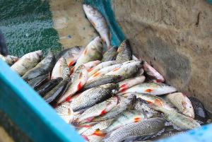 Ветеринарно-санитарное обследование рыбного предприятия Астраханской области
