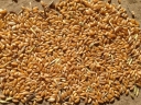 О выявлении в партии пшеницы семян горчака ползучего