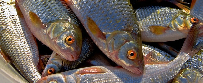 Апофаллез и россикотрематоз рыб в Волго-Донском бассейне