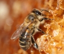 Псевдомоноз – септицемия медоносных пчел
