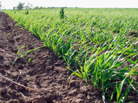 Предпосевная защита семенного материала, как один из основных факторов стабилизации урожайности озимой пшеницы на Дону