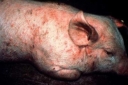 Рожа у свиней, что это за заболевание?