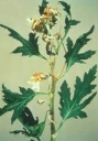 Тосповирус некроза побегов хризантемы