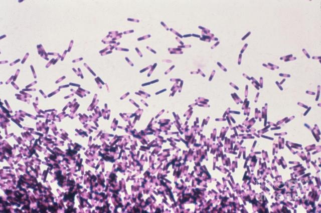 Опасные микробы — клостридии