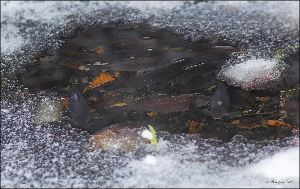 Благополучная зимовка молоди – залог здоровья товарной рыбы