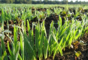 Органические удобрения – необходимый элемент земледелия