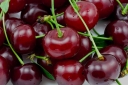 В Волгоградской области выявлена партия свежей вишни, засоренная карантинным объектом