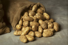 Бурая гниль картофеля - опаснейшая болезнь 