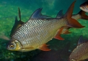 Аромоноз карповых рыб – острое бактериальное заболевание