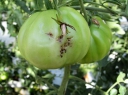 Как уберечь пасленовые культуры от опасного вредителя – томатной моли
