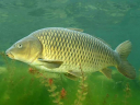 Вода – как основной фактор жизнедеятельности прудовых рыб