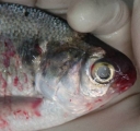 Псевдомоноз рыб - инфекционная болезнь тепловодных, холодноводных и аквариумных рыб