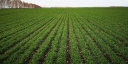 Почвенная диагностика посевов озимой пшеницы