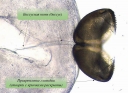Двустворчатые моллюски в аквакультуре: от паразитизма до высоких технологий