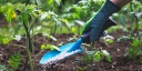 Советы владельцам приусадебных и дачных хозяйств: подкормки овощных культур в июле