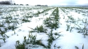 Оценка жизнеспособности озимых посевов в зимний период