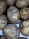 Парша в картофеле – проблема современного семеноводства