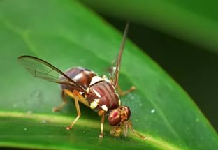 Дынная муха опасна — информация для сельхозтоваропроизводителей