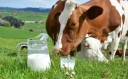 Чем опасно молоко, полученное от коров больных маститом