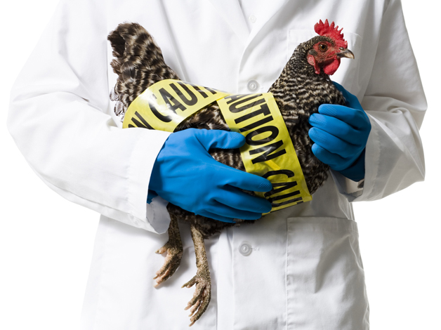 Рекомендации владельцам ЛПХ по мерам профилактики гриппа птиц