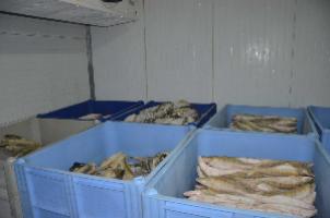 Проведение  обследования  рыбного предприятия