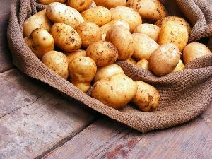 В образце картофеля продовольственного из Азербайджана выявлена золотистая картофельная нематода