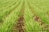 Контроль за состоянием посевов повышает урожайность на Волгоградских полях