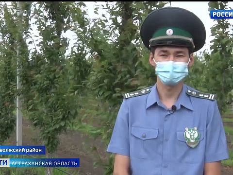 В Астраханской области проводят мониторинг насекомых вредителей с помощью феромонных ловушек