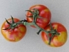 Импортные томаты проверяют на наличие вирусов