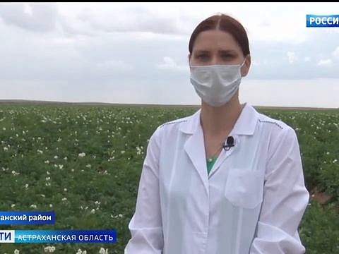 Россельхознадзор проверяет посевы картофеля в Астраханской области