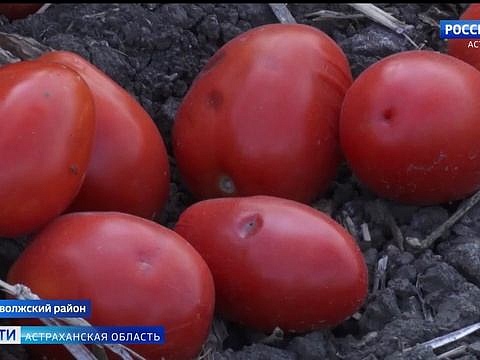В Астраханской области обследуют земли сельхозназначения